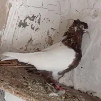 کبوتر سینه