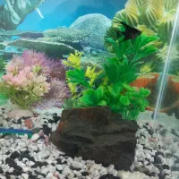 آکواریوم فروشی با کلیه وسایل|ماهی|تربت‌حیدریه, سرمحله|دیوار