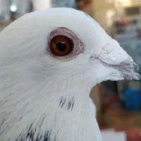 یک عدد پلاکی