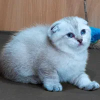 گربه ۲ماهه نژاد اسکاتیش فولد خونگی