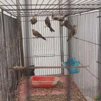 جوجه سهره مهاباد|پرنده|اصفهان, پزوه|دیوار
