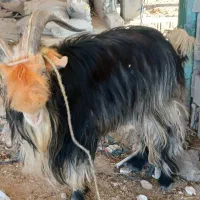 1راس بهده تخمی بر دوم