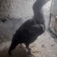 لاری خروس ۳ ماه بشرط