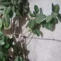 گل فیل گوش|گل و گیاه طبیعی|اسدآباد, |دیوار