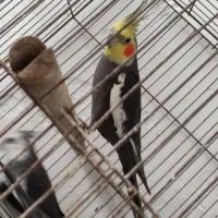 طوطی عروس هلندی|پرنده|رشت, کوی فکوری|دیوار