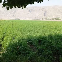 فروش ۲ هکتار زمین در حسن آباد سنجرلو