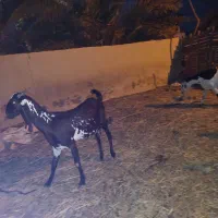 بز مورسیاه و پاکستانی