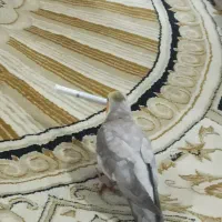 پرنده‌ی گمشده|حیوانات|اهواز, سپیدار|دیوار