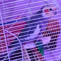 عرس هلندی سینامون