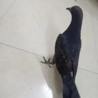 کبوتر در ورامین حامدی گم شده