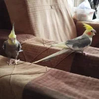 عروس هلندی|پرنده|مشهد, کوی دروی|دیوار