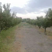 باغچه سنددار 530 متری کیلومتر4جاده تاناکورا|فروش دفتر صنعتی، کشاورزی، تجاری|ارومیه, |دیوار