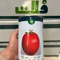 بذر گوجه فلات ۱۱۱ وای y