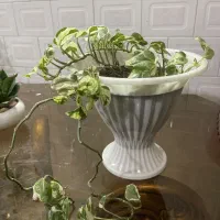 گیاه|گل و گیاه طبیعی|کلاله, |دیوار