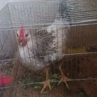 خروس