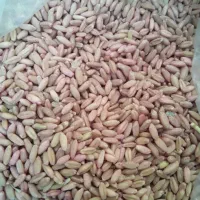 300کیلو گندم بذر