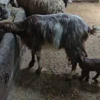 ۲راس بزشیشک شکم اول بایک عددبزغاله نر ۳تایی۳۵تومن