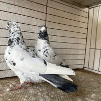 کبوتر پرشی|پرنده|گرگان, |دیوار