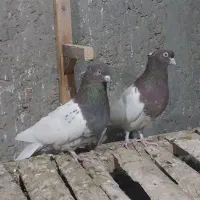 کبوتر کله ای سرخ