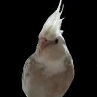 عروس هلندی گمشده