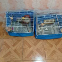 قناری نرماده|پرنده|چاروسا, |دیوار