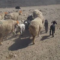 میش بختیاری|حیوانات مزرعه|ایذه, |دیوار