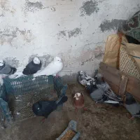 کبوتر|پرنده|سیلوانه, |دیوار