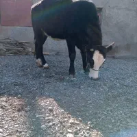 گوساله ماده آبستن|حیوانات مزرعه|دینور, |دیوار