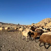 ارسال همراه باسکول و قصاب جلو خونه