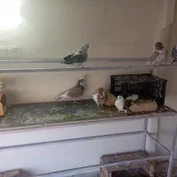 کبوتر|پرنده|دورود, |دیوار