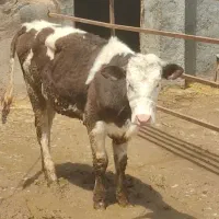 گوساله سیمینتال