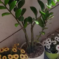 زاموفیلیا زیبا و بلند و درختچه بنسای جنسینگ