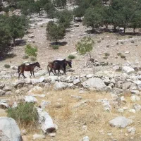 سلام گم شدن درصورت ۴۰ملیون مژدگانی داده میشود