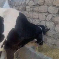 گاوهلشتاین ابستن