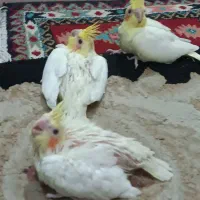 جوجه عروس هلندی|پرنده|تهران, جیحون|دیوار