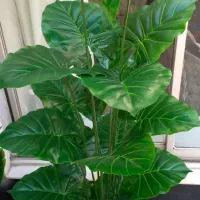 در ختچه های مصنوعی|گل مصنوعی|مشهد, حجت|دیوار