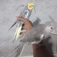 یک جفت عروس هلندی باتفیس و گلباقالی