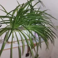 گل گندمی|گل و گیاه طبیعی|پرند, فاز ۲|دیوار