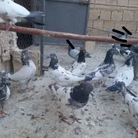 کفتر پاکستانی اصل|پرنده|قم, لسانی|دیوار