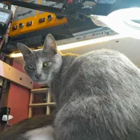 گربه گمشده|حیوانات|بندر انزلی, خوش پیک|دیوار