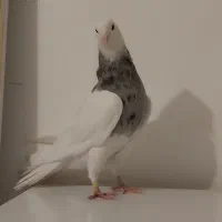 طوقی الماسی درشت