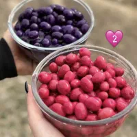 زیتون|خوردنی و آشامیدنی|قم, آذر (نکویی)|دیوار