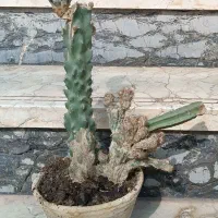 گل و کاکتوس|گل و گیاه طبیعی|نیشابور, بلوار گلها|دیوار