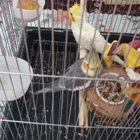 یک جفت عروس هلندی مولد استهبان