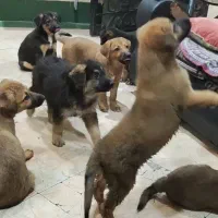 طوله سگ باهوش واگذاری