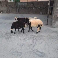 4راس بره افشاری 3تانر یک ماده