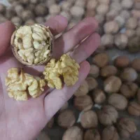 گردو ممتاز