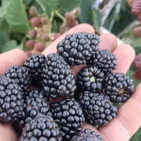 تمشک فرانسوی بدون خارباخاصیت داروئی