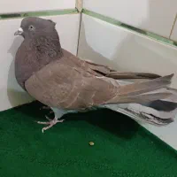 نرو ماده معرکه