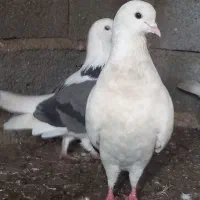 کبوتر|پرنده|رشت, آزادگان|دیوار